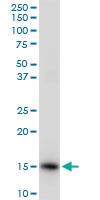 Anti-ISG15 Rabbit Polyclonal Antibody