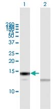 Anti-TXN Mouse Polyclonal Antibody