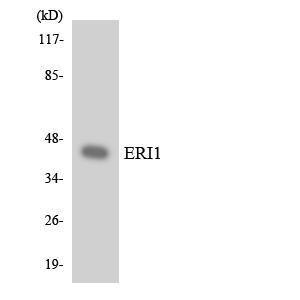 Western blot analysis of the lysates from HUVEC cells using Anti-ERI1 Antibody