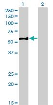 Anti-EIF5 Mouse Monoclonal Antibody [clone: 2E6-4C12]