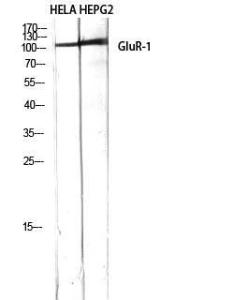 Western blot analysis of HELA HEPG2 using Anti-GluR1 Antibody