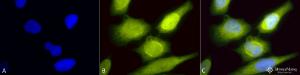 Immunocytochemistry/Immunofluorescence analysis of human heat shocked cervical cancer cell line (HeLa), fixed in 2% formaldehyde for 20 minutes at room temperature, using Anti-AHA1 Antibody (A304995), at 1:60 for 12 hours at 4°C