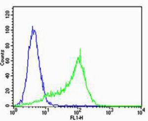 Anti-MPP7 Rabbit Polyclonal Antibody