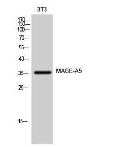 Western blot analysis of 3T3 cells using Anti-MAGEA5 Antibody