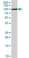 Anti-APBB1 Goat Polyclonal Antibody