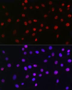 Immunofluorescence analysis of NIH/3T3 cells using Anti-QKI Antibody [ARC2500] (A8374) at a dilution of 1:100 (40x lens). DAPI was used to stain the cell nuclei (blue).