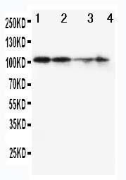 Anti-MCM2 Rabbit Polyclonal Antibody