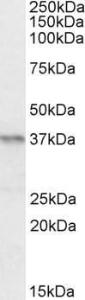 Anti-PAX4 Goat Polyclonal Antibody