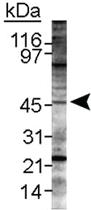 Anti-LYVE1 Rabbit Polyclonal Antibody