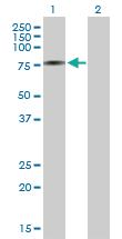 Anti-AK7 Mouse Polyclonal Antibody