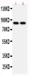 Anti-MCM3 Rabbit Polyclonal Antibody