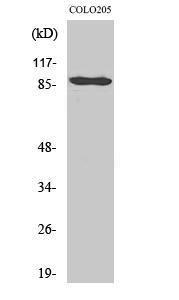 Anti-Cadherin 9 Rabbit Polyclonal Antibody