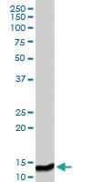 Anti-ISG15 Rabbit Polyclonal Antibody