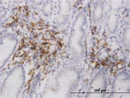 Anti-EDEM2 Mouse Monoclonal Antibody [clone: 2E4]