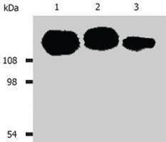 Anti-ITGB1 Mouse Monoclonal Antibody [clone: MEM-101A]