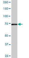 Anti-AK7 Mouse Polyclonal Antibody