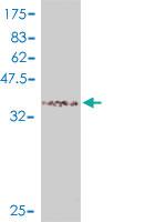 Anti-NR0B1 Mouse Polyclonal Antibody