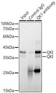 Immunoprecipitation analysis of 300µg extracts of NIH/3T3 cells using 3µg of Anti-QKI Antibody [ARC2500] (A8374). This Western blot was performed on the immunoprecipitate using Anti-QKI Antibody [ARC2500] (A8374) at a dilution of 1:1000.