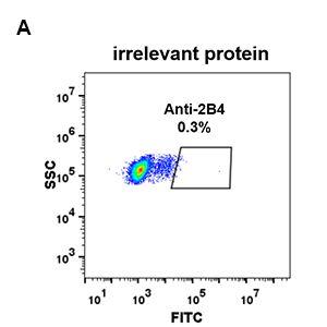 Expi 293 cell line transfected with irrelevant protein (A) and human 2B4 (B) were surface stained with Anti-2B4 Antibody [DM69] - Azide free (A318631) at 1 µg/ml followed by Anti-Rabbit IgG Antibody (Alexa 488)