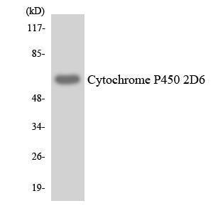 Western blot analysis of the lysates from COLO205 cells using Anti-Cytochrome P450 2D6 Antibody