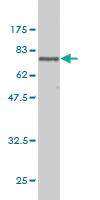 Anti-TRDMT1 Mouse Monoclonal Antibody [clone: 1E12]