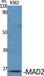 Western blot analysis of various cells using Anti-MAD2L1 Antibody