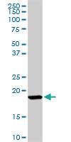 Anti-ISG15 Rabbit Polyclonal Antibody