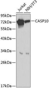 Western blot analysis of extracts of various cell lines, using Anti-Caspase-10 / CASP-10 Antibody (A8377). The secondary antibody was Goat Anti-Rabbit IgG H&L Antibody (HRP) at 1:10,000 dilution. Lysates/proteins were present at 25µg per lane.