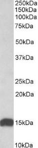 Anti-NDUFS6 Antibody (A84752) (0.01 µg/ml) staining of Human Heart lysate (35 µg protein in RIPA buffer). Primary incubation was 1 hour. Detected by chemiluminescence