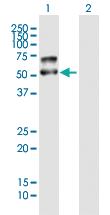 Anti-PLD4 Mouse Polyclonal Antibody