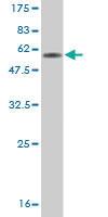 Anti-CD7 Mouse Monoclonal Antibody [clone: 1B8]