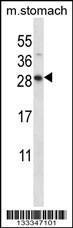 Anti-DOLPP1 Rabbit Polyclonal Antibody