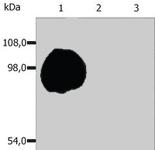 Anti-SPN Mouse Monoclonal Antibody [clone: MEM-59]