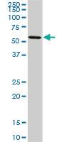 Anti-OXSR1 Mouse Monoclonal Antibody [clone: 3A8]