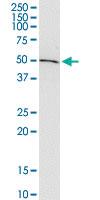 Anti-ADSSL1 Mouse Monoclonal Antibody [clone: 2D12]