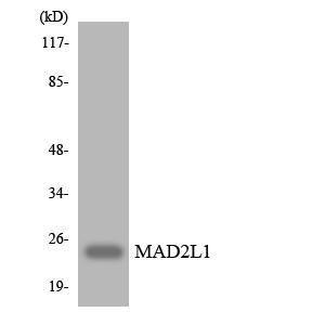 Western blot analysis of the lysates from HUVEC cells using Anti-MAD2L1 Antibody