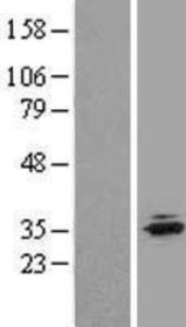 Anti-HIST4H4 Rabbit Polyclonal Antibody