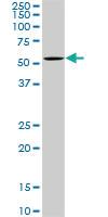 Anti-OXSR1 Mouse Monoclonal Antibody [clone: 3A8]