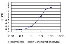 Anti-BRAF Mouse Monoclonal Antibody [clone: 3C6]