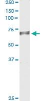 Anti-EDEM2 Mouse Monoclonal Antibody [clone: 2E4]