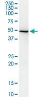 Anti-ADSSL1 Mouse Monoclonal Antibody [clone: 2D12]