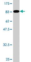 Anti-TCP1 Mouse Polyclonal Antibody