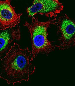 Anti-PTTG2 Rabbit Polyclonal Antibody (APC (Allophycocyanin))