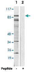 Anti-CREBBP Rabbit Polyclonal Antibody