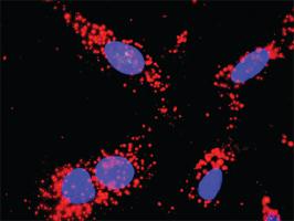 Anti-CDC6 + MCM6 Polyclonal Antibody Pair