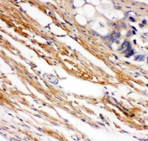 Anti-KIT/SCFR Polyclonal Antibody