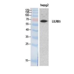 Western blot analysis of extracts from HepG2 cells using Anti-LILRB5 Antibody