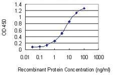 Anti-ADSSL1 Mouse Monoclonal Antibody [clone: 2D12]