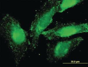 Anti-ELANE Mouse Monoclonal Antibody [clone: 4E11]