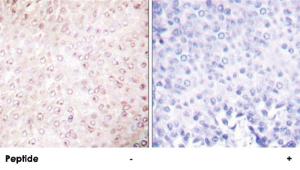 Anti-CREBBP Rabbit Polyclonal Antibody